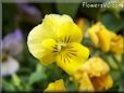 yellow pansy flower