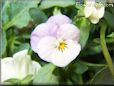 light pink flower