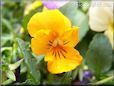 light orange pansy flower