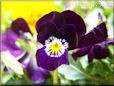 purple pansy flower