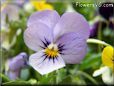 baby blue white pansy flower