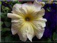 yellow petunia flower