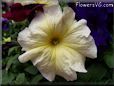 yellow petunia flower