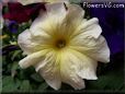 yellow petunia flower