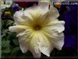 yellow petunia flower