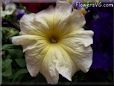 yellow petunia flower