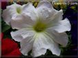 white petunia flower