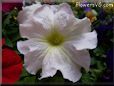 white petunia flower