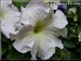 white petunia flower