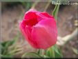 pink red tulip flower