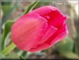 pink red tulip flower
