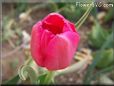 pink red tulip flower