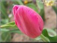 pink red tulip flower
