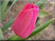 pink red tulip flower