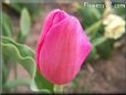 pink red tulip flower