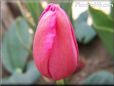 pink red tulip flower