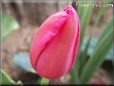 pink red tulip flower
