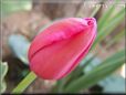 pink red tulip flower
