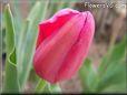 pink red tulip flower