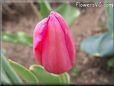 pink red tulip flower
