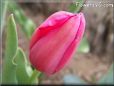 pink red tulip flower