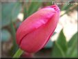 pink red tulip flower