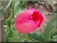 pink red tulip flower