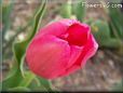 pink red tulip flower