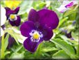 purple pansy flower