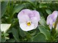 light purple pink flower