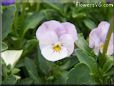 light purple pink flower