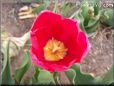 red yellow tulip flower