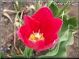 red yellow tulip flower