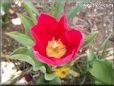 red yellow tulip flower