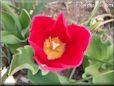 red yellow tulip flower