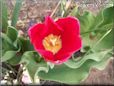 red yellow tulip flower