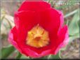 red yellow tulip flower