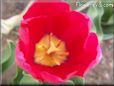 red yellow tulip flower