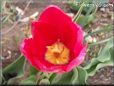 red yellow tulip flower