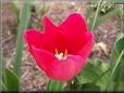 red yellow tulip flower