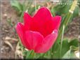 red yellow tulip flower