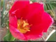 red yellow tulip flower