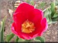 red yellow tulip flower