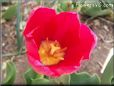 red yellow tulip flower