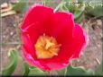 red yellow tulip flower