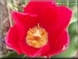 red yellow tulip flower