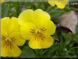 yellow pansy flower