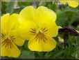 yellow pansy flower