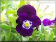 purple pansy flower