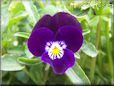 purple pansy flower